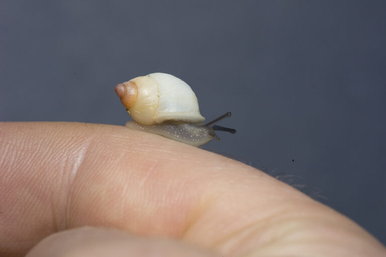 A Partula hebe bella snail at RZSS (photo credit RZSS)