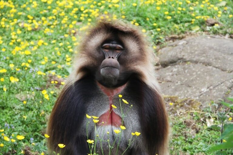 A gelada baboon at RZSS (photo credit RZSS)