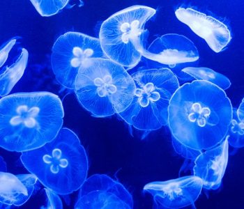 Jellyfish