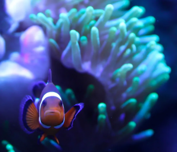 clown_fish