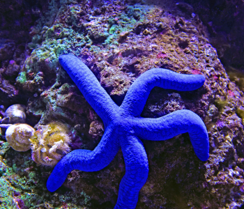 david-clode-blue sea star