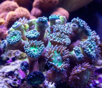 david-clode-coral