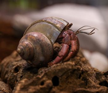land hermit crab