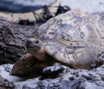 leopard_tortoise