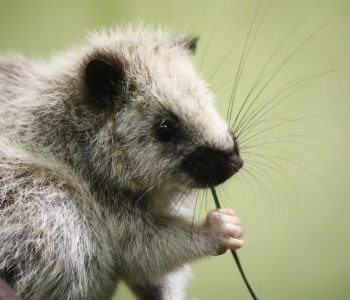 luzon_cloud_rat