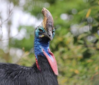 southern cassowary